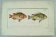 Bloch, Marcus Elieser.