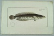 Bloch, Marcus Elieser.