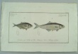 Bloch, Marcus Elieser.
