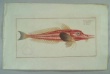 Bloch, Marcus Elieser.