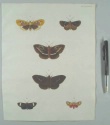 [Colour plate. Butterflies] Cramer, Pieter