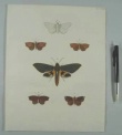 [Colour plate. Butterflies] Cramer, Pieter
