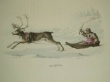 [Colour plate book] Forsell, Christian Didrik