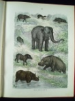 [Colour plate book] Bromme, Traugott
