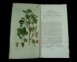 [Colour plates of flowers] [Palmstruch, Johan Wilhelm]