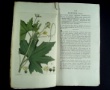 [Colour plates of flowers] [Palmstruch, Johan Wilhelm]
