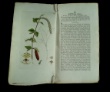 [Colour plates of flowers] [Palmstruch, Johan Wilhelm]