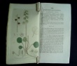 [Colour plates of flowers] [Palmstruch, Johan Wilhelm] Billberg, J[ohan], G[ustaf] / Swartz, O[lof]