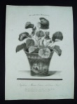 [Plate] Napoleon