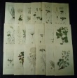 [Colour plates of flowers] [Palmstruch, Johan Wilhelm]