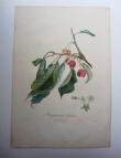 [Colour plate] Poiteau / Langlois