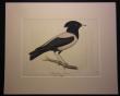 [Colour plate] Krner, M. / [Nilsson Sven]