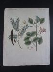 [Decorative flower]