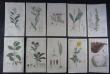 [Colour plates of flowers] Palmstruch, Johan Wilhelm