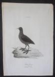 [Colour plate] [Sparrman, Anders]