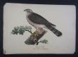 [Colour plate] Krner, M. / [Nilsson Sven]