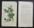 [Colour plate] [Svensk Botanik]
