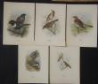 [Colour plates] [Rosenius, Paul]