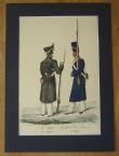 [Colour plate] Schtzercrantz, Adolf